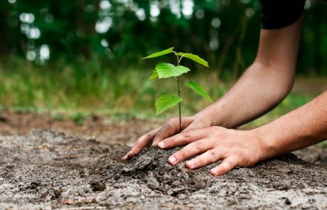 Tu Bishvat Activity Kits