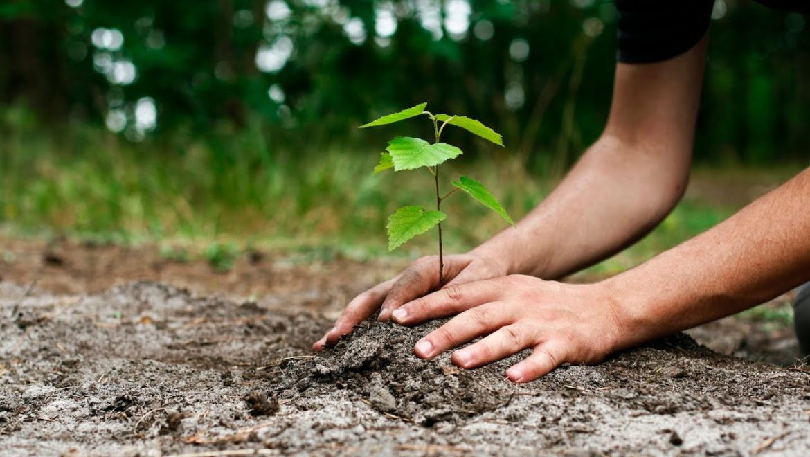 Tu Bishvat Activity Kits