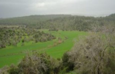 Defending Trees in Court